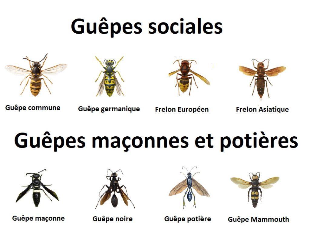 Guepes sociales vs guepes maconnes et potieres 1024x902