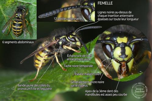 Vespula vulgaris 1