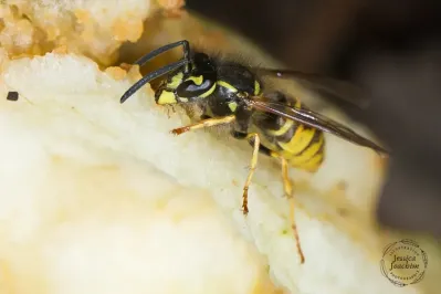 Vespula vulgaris 3